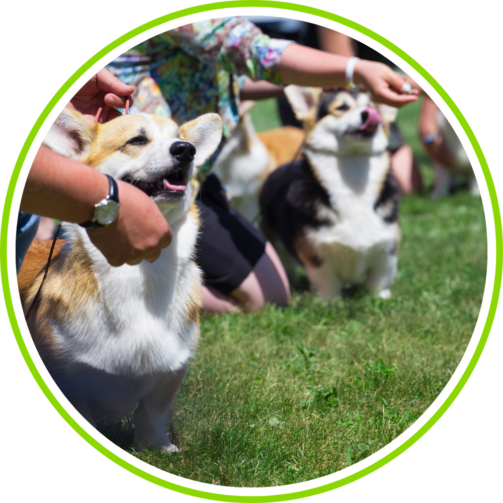 Dog and Country Shows
